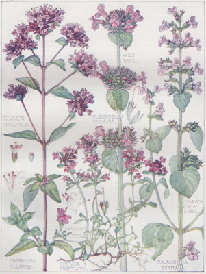 Common Marjorum, Wild Basil, Mountain Thyme, Common Calamint